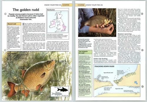 Golden rudd coarse know - coarse, your