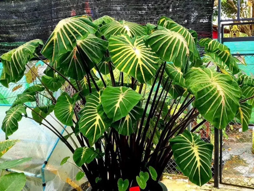 Colocasia white lava 30cm - lava,