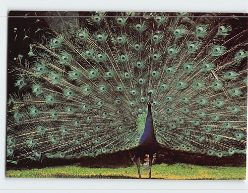 Postcard blue peacock - blue, in