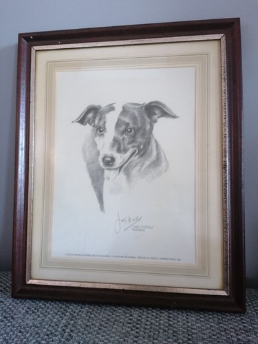 Joel kirk jack russell - russell, terrier