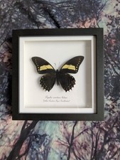 Yellow Tiger Swallowtail