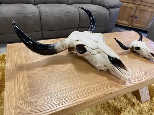 Wall hanging ram bull cow - wall, goat
