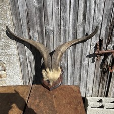 Mounted French alpine ibex