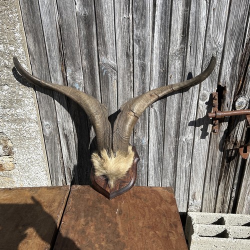 Mounted french alpine - alpine, ibex