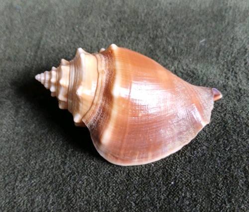 Strombus fighting conch shell - conch,