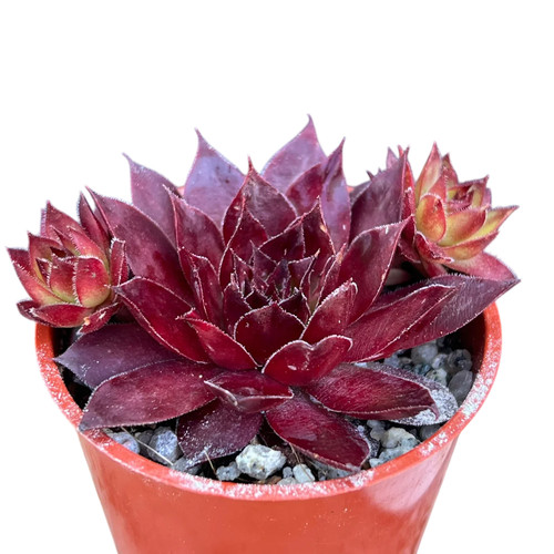 Sempervivum solar uk - sempervivum, 'solar'