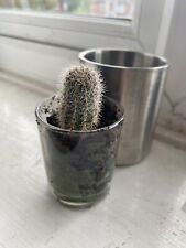 Baby cactus plants in