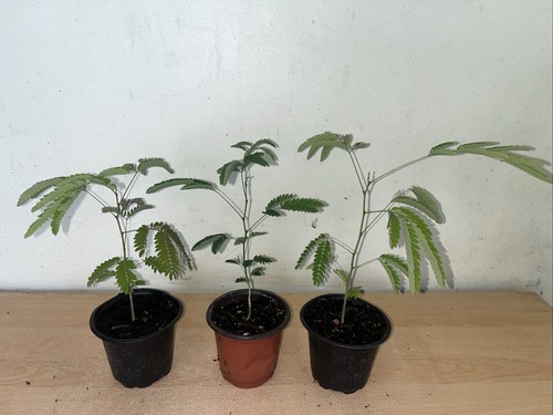 Albizia julibrissin silk tree - silk,