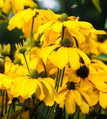 Rudbeckia laciniata juligold - rudbeckia,