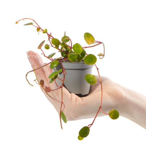 Baby string coins plant - string,