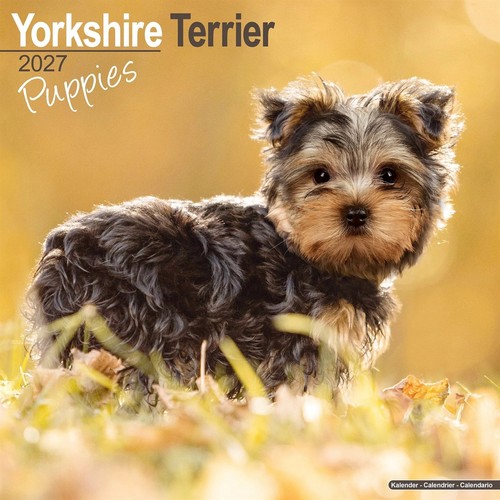 Yorkshire terrier puppies - yorkshire,