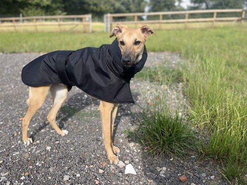 Whippet lurcher winter coat - whippet,