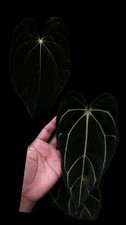 Anthurium pap ra5 x lxlb x