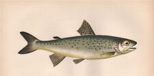 LOCHLEVEN BROWN TROUT. Salmo Trutta trutta, Salmo Caecifer. COUCH. Fish 1862