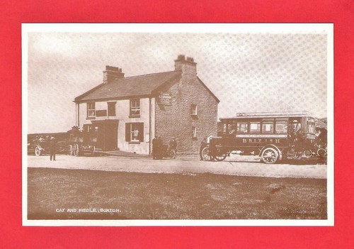 Reproduction postcard cat - reproduction,