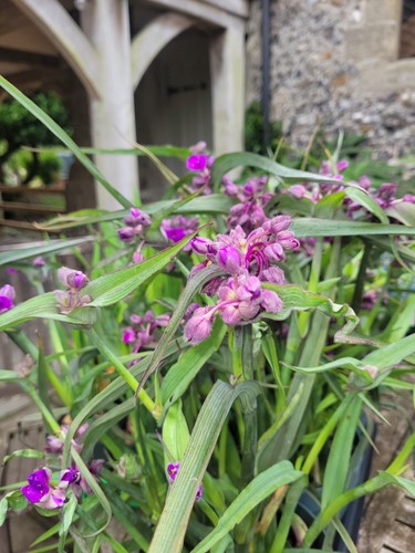 Tradescantia andersoniana - andersoniana, js