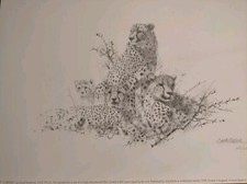 David Shepherd - Cheetah