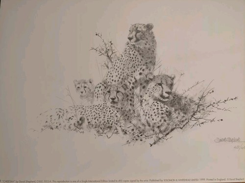 David shepherd cheetah - david,