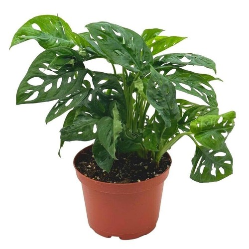 Swiss cheese plant inch - cheese, plant,