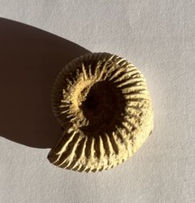 Genuine ammonite Fossil from