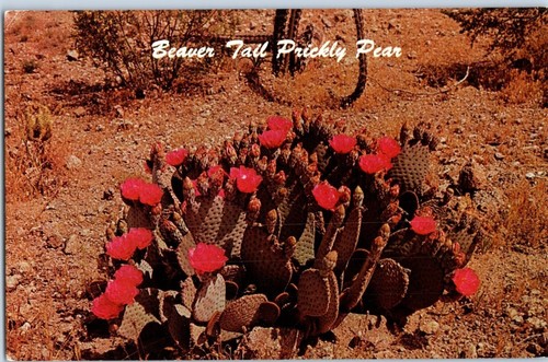 Beaver tail prickly pear - beaver,