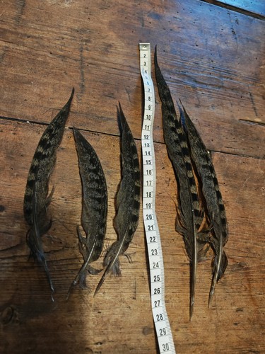 Melanistic pheasant tail - pheasant,