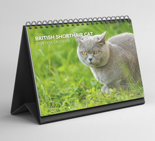 British Shorthair Cat Desk
