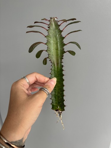 Euphorbia trigona rubra - euphorbia,