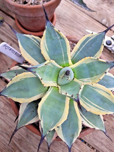 Agave potatorum variegated - potatorum,