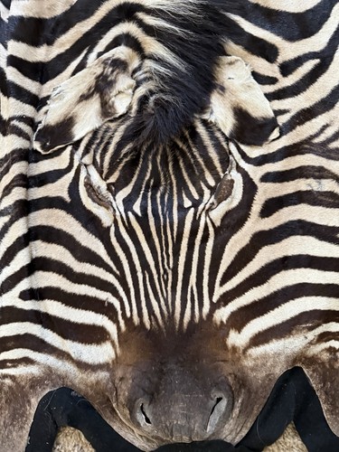 Zebra real skin rug - real, hide