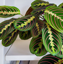 Prayer Plant Maranta Fascinator Houseplant 12cm Pot 30cm Height indoor Gift