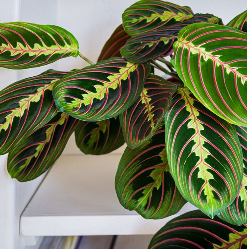 Prayer plant maranta - prayer,