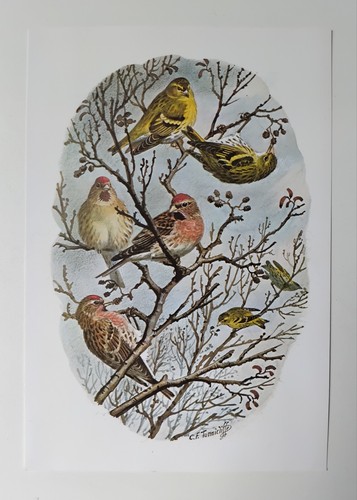 Tunnicliffe vintage - c.f.tunnicliffe,