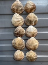 Cockle shells