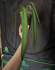 anthurium pallidiflorum -