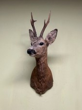Roe deer Shoulder Mount