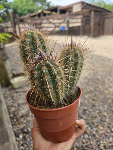 The xique cactus - the,