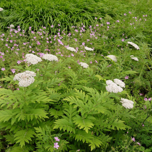 Tanacetum macrophyllum 9cm - , pot