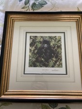 David Shepherd  Baby Gorilla - Limited Edition Print  -Signed In Pencil  26/1500