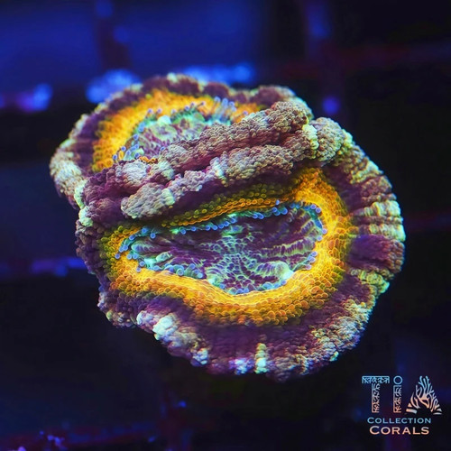 Tia gold digger asian acan - digger, |