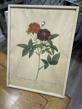 Vintage Framed P J REDOUTE  Rosa Art Print Pierre-Joseph Redoute ￼