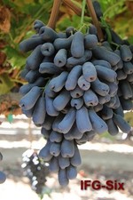 Moon Drops Grape Vine Plant (Vitis vinifera) – Sweet Seedless Dessert Variety