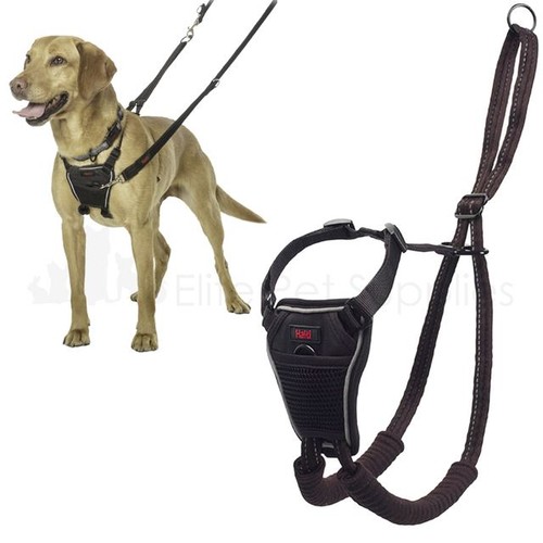 Halti pull training - halti, harness