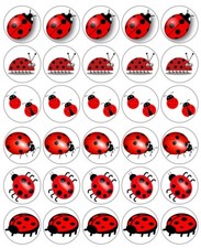 Ladybird Ladybug Cartoon