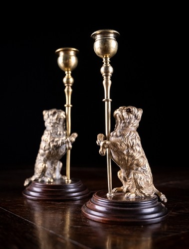 Pair standing terrier dog - of,