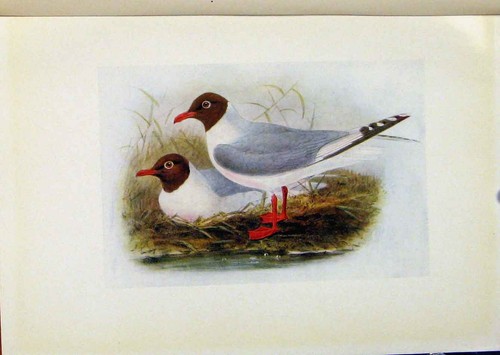 Original old antique print - original,