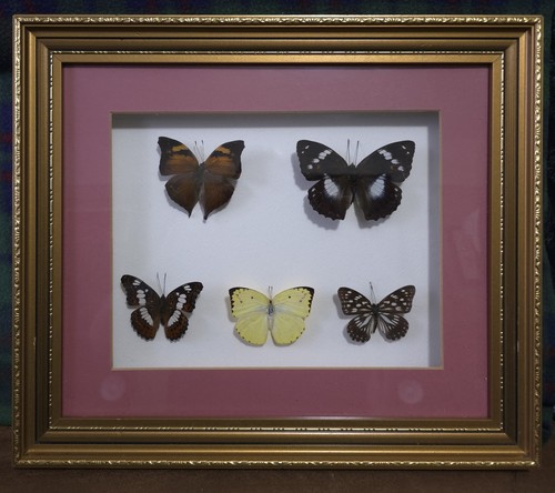 Real butterflies taxidermy - real,