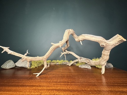 Large manzanita - , 24”