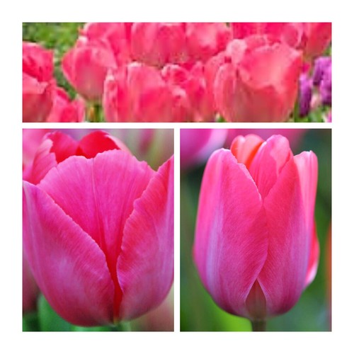 Darwin hybrid tulip - darwin,