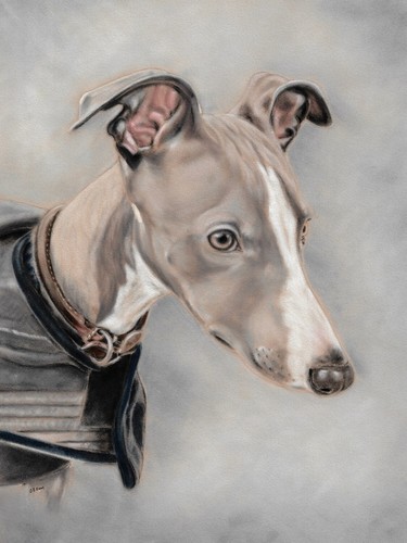 Whippet dog print sighthound - print,,